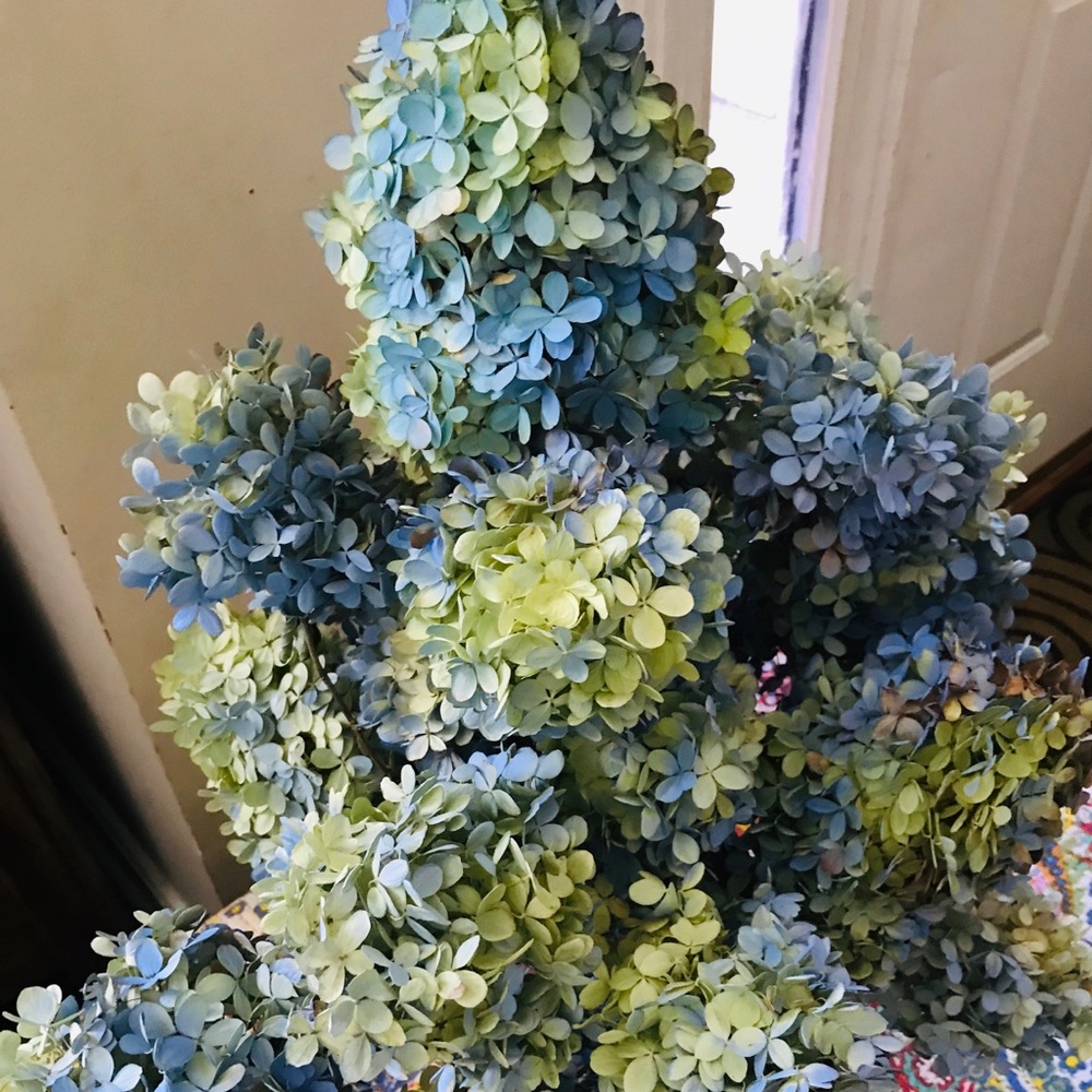 Dried Pee Gee hydrangeas - Picture 3 of 5